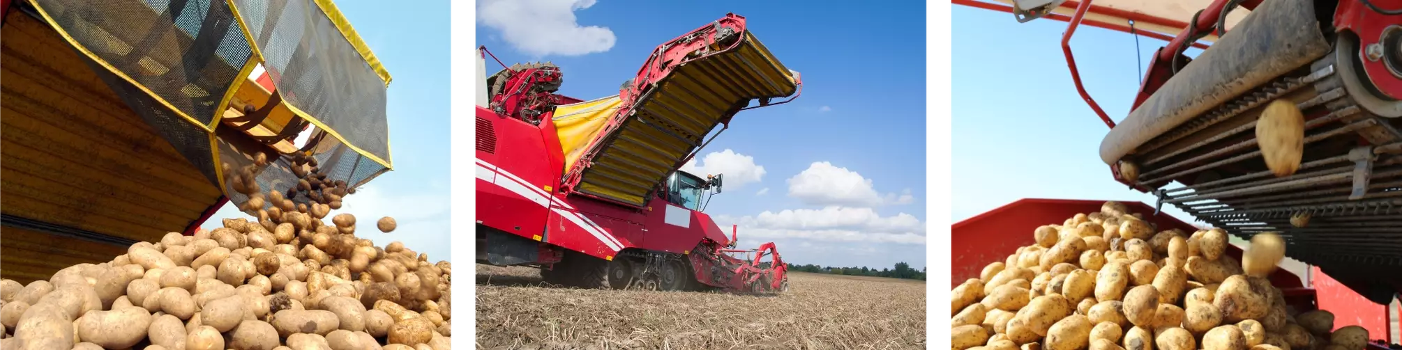 potato harvester potato harvester